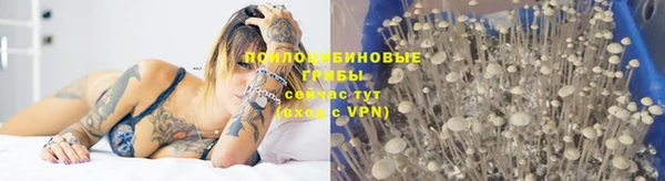 прущие грибы Балабаново